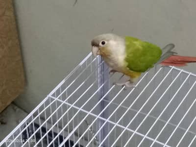 pineapple conure parrot pair breeder