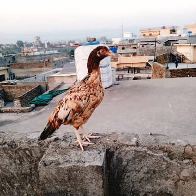 Aseel Madi high quality home breed white nok nalli