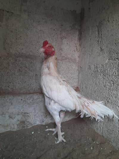 Aseel pair 03212580313