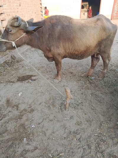 Buffalo for sale