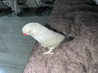 Beautiful talking Female Gray ringneck
