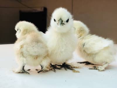 White Silky Chicks Fancy Hens Eggs Chicks