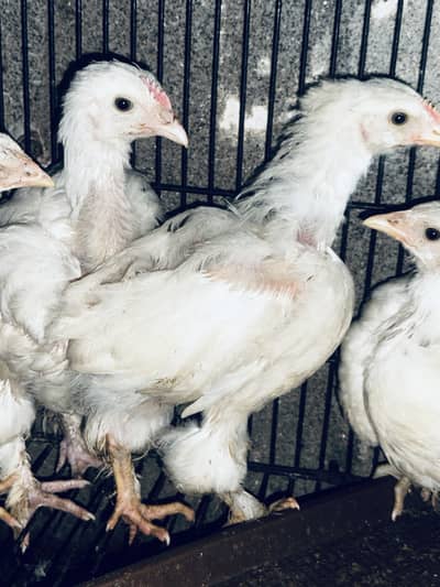 White heavy buff 1.5 month chicks Available