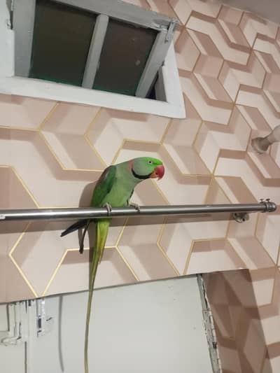 Pahari tota fully hand tame raw parrot male available