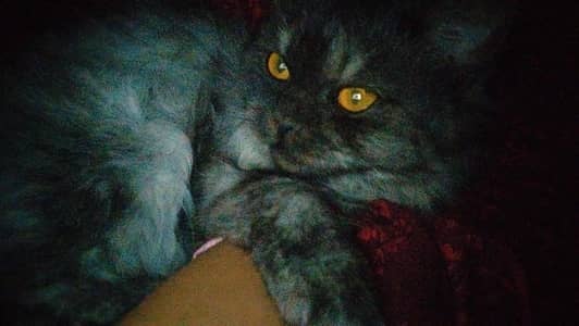 Male cross breed Persian Cat