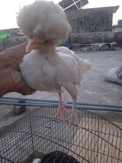 Fancy chicks/Polish chicks for sale