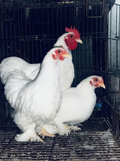 White bantam 1 Male 2 Female Set