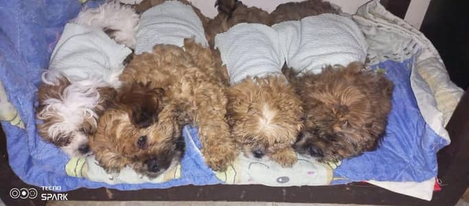 dogs for sale Mail fmail pair