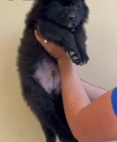 black German shepherd long coat  ak kan gira hua hai