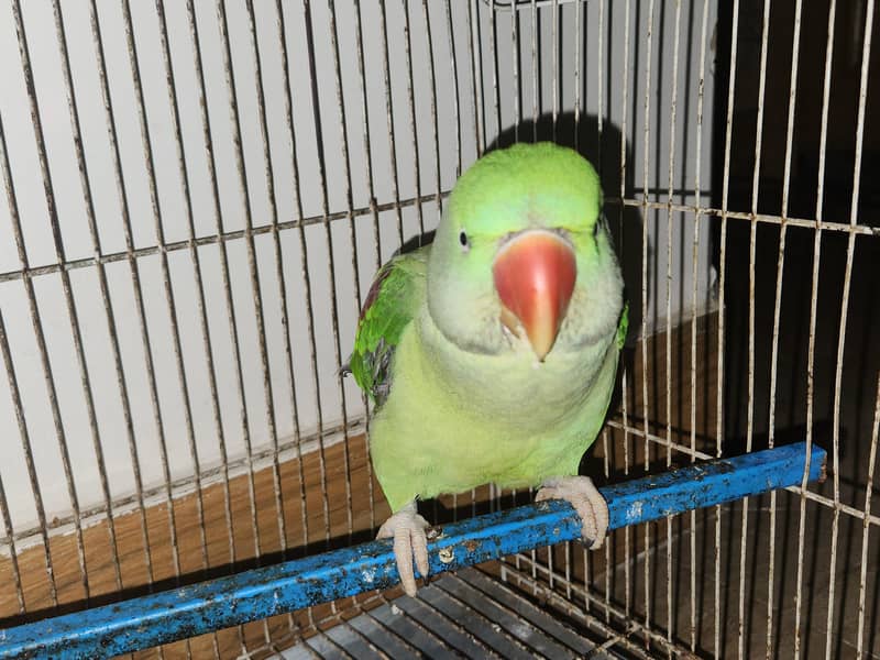 raw parrot 1