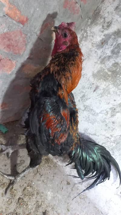 dragon male 03454196103