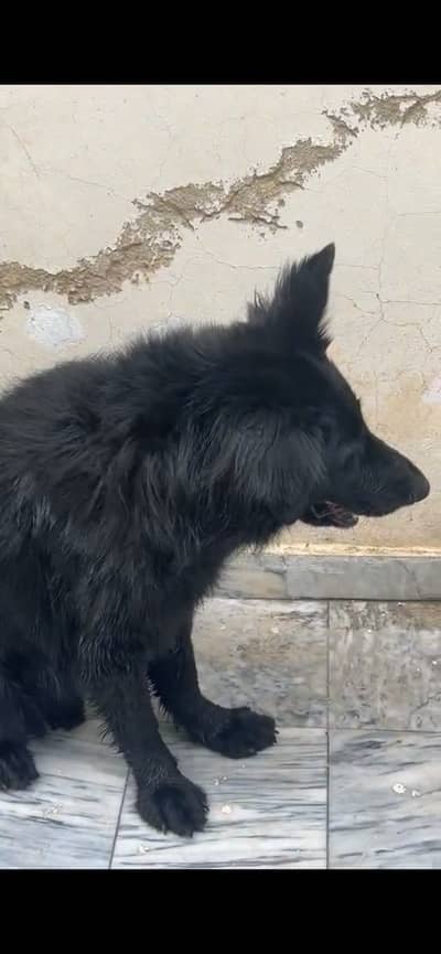 Black german shepherd pedigree