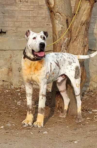 bully dog bully dog 15 mahine age for sale double body