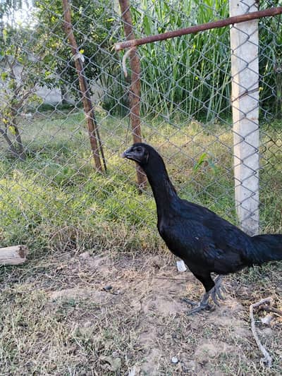 Aseel | Thai | Dragon |