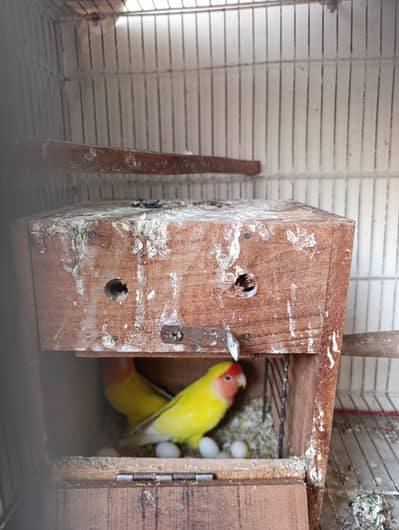 Dunfellow with eggs, Rosecolle, love birds 12 pieces