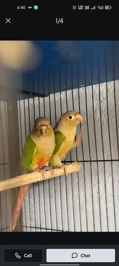 pineapple conure parrot pair breeder