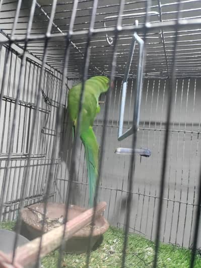 lana Wala aio madi ha vip heand tam ha