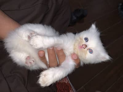 Persian kittens