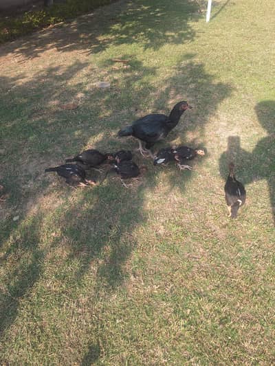 Aseel Chicks available pure aseel