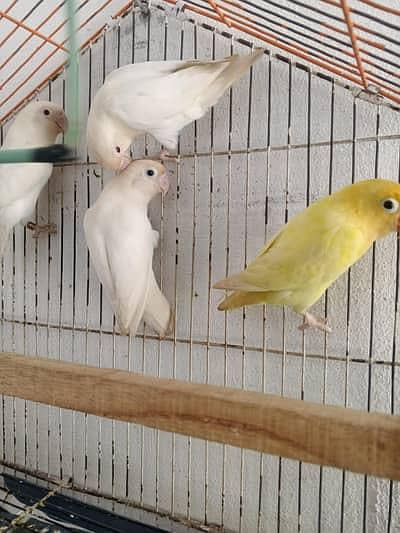 love birds/fisher/ decino/ latino personata yellow