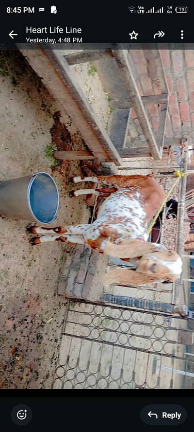 Makhi cheeni home breeds