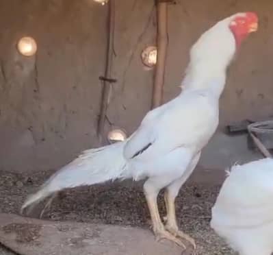 indian parrot beak chicks