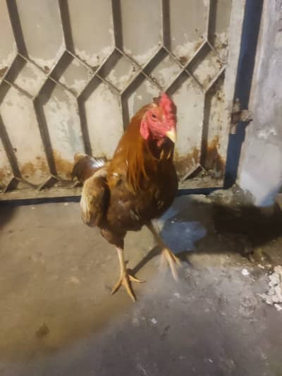 Peela Aseel Mianwali