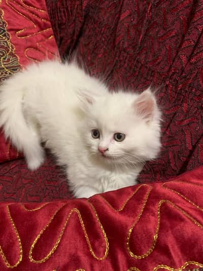 Healthy Home Raised Kitten for Sale in Faisalabad
