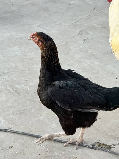 2 Desi 2 Golden Murgi