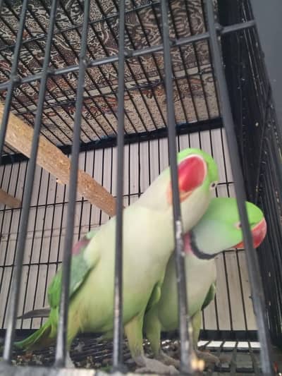 raw parrot pair