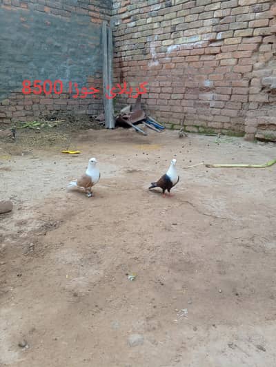 Karblai Breeder Pair| Pattha| other mix kabutar