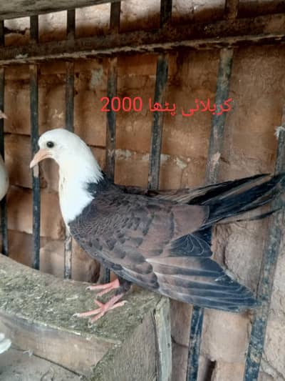 Karblai Breeder Pair| Pattha| sentient other mix kabutar