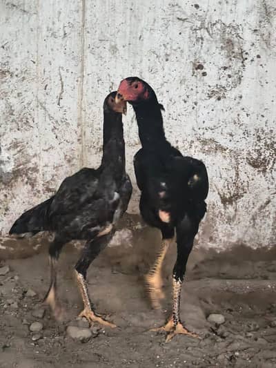 shamo | Black shmao | High quality shamo| Shamo chick | shamo for sale