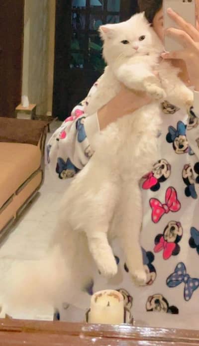 Persian white male cat for adoption