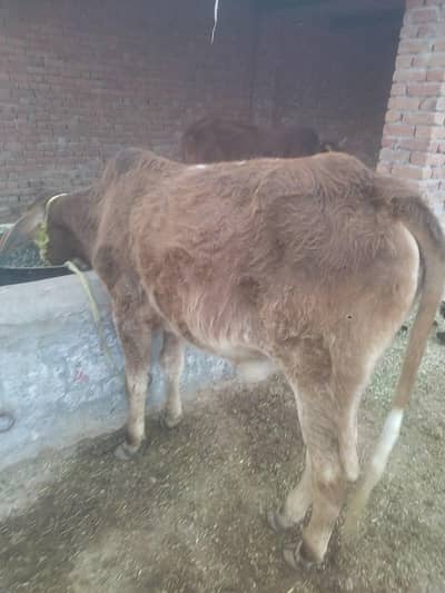 Red pure sahiwali wacha for sale