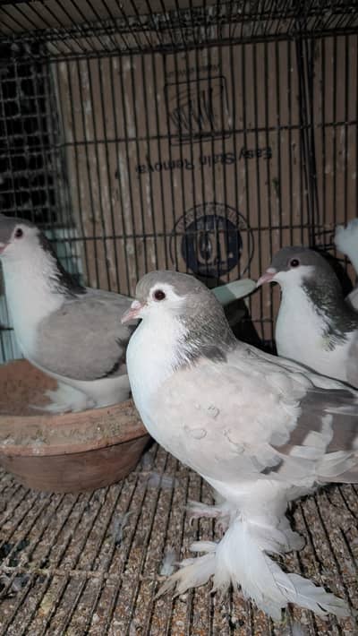 Germen Lahori Sherazi  in big size