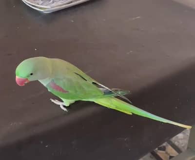 Kashmiri raw parrot for sale
