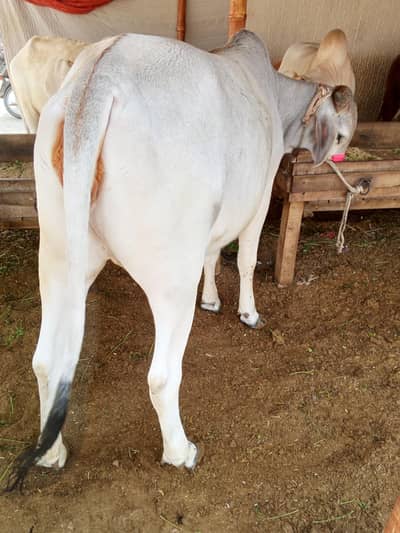 Brahman Cross Bachiya