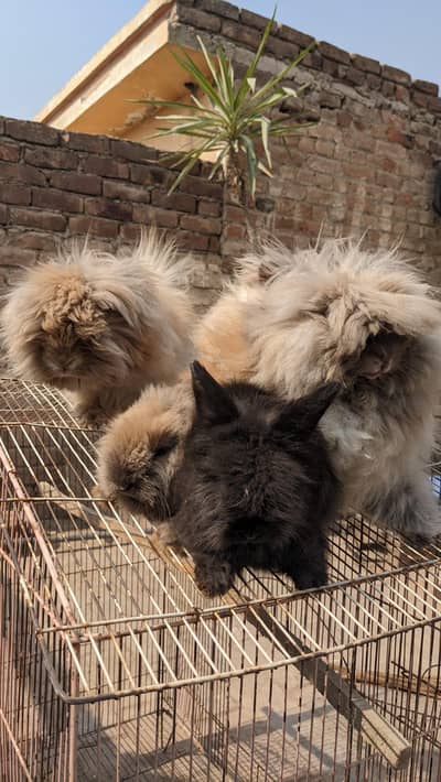 1 bunnies pair of angora rabbit for sale