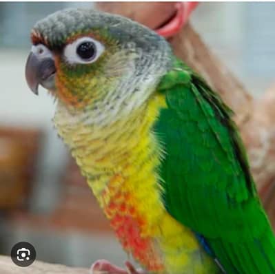 Green Cahhk canure DNA Female