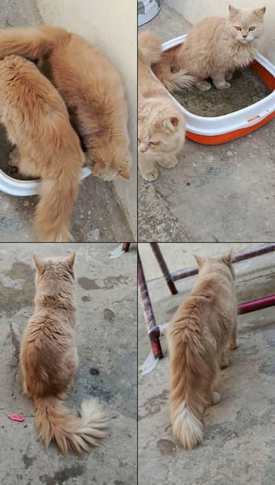 A RUSSIAN PAIR CATS FOR SALE