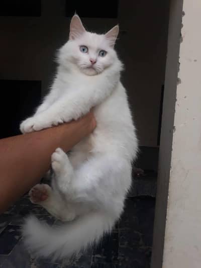 Adult Persian Female Cat