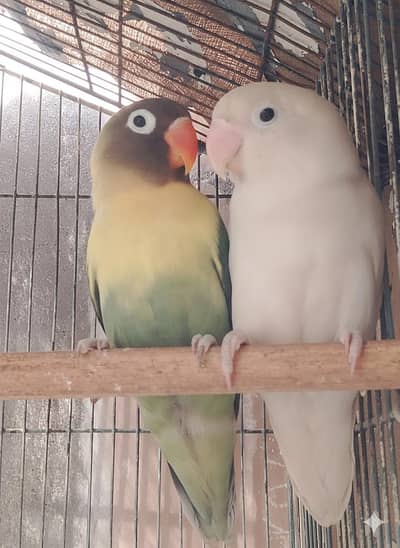 love bird