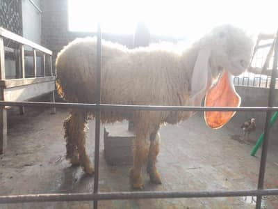 kaki kajli fresh 4 dant full size height