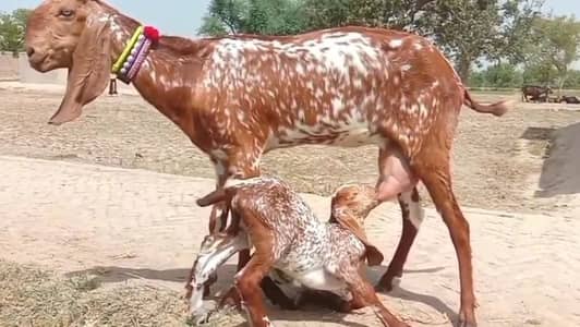 desi Bakri for Sale Call 03405796364