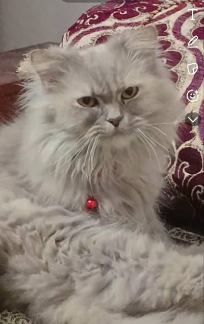 Bachmann Breed Cat for Sale – Healthy & Active