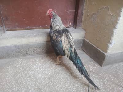 Amroha mirthi Miyawali blood line aseels