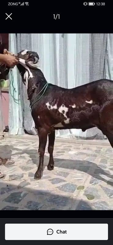 desi Bakra for Sale Call 03405796364