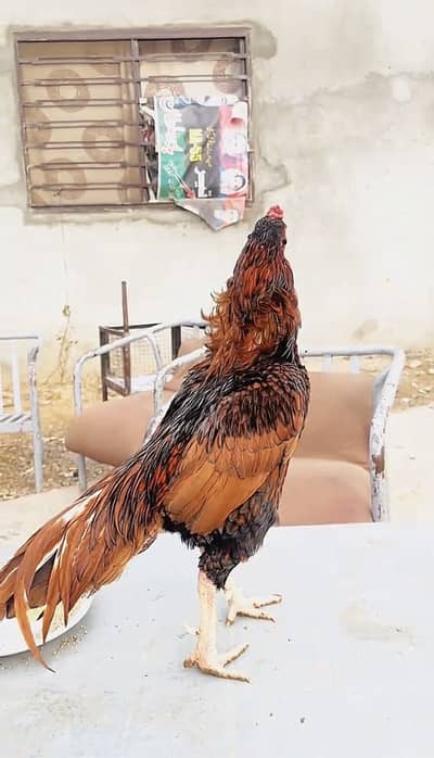 Lasani cross mianwali aseel