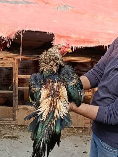 Aseels Chicks & Eggs for sale